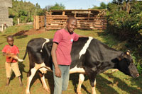 Dairy cow farm